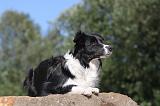 BORDER COLLIE 103
